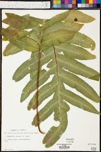 Phlebodium aureum image