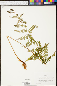 Dryopteris celsa image