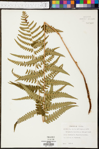 Dryopteris ludoviciana image