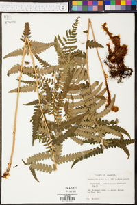 Dryopteris ludoviciana image