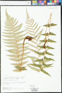 Dryopteris ludoviciana image