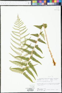 Dryopteris ludoviciana image