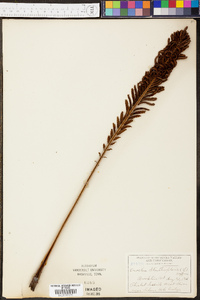 Onoclea struthiopteris image