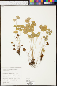 Marsilea macropoda image