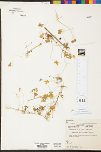 Marsilea vestita subsp. vestita image