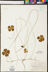 Marsilea quadrifolia image