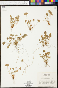 Marsilea vestita image