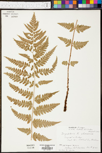 Dryopteris x slossoniae image