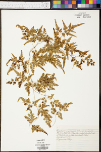 Lygodium japonicum image