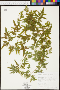 Lygodium japonicum image