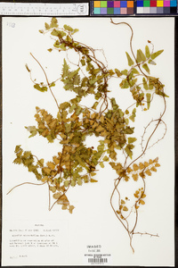 Lygodium microphyllum image