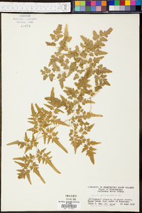 Lygodium japonicum image
