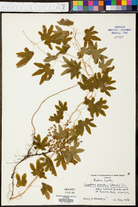 Lygodium palmatum image