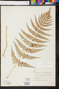 Thelypteris marginalis image