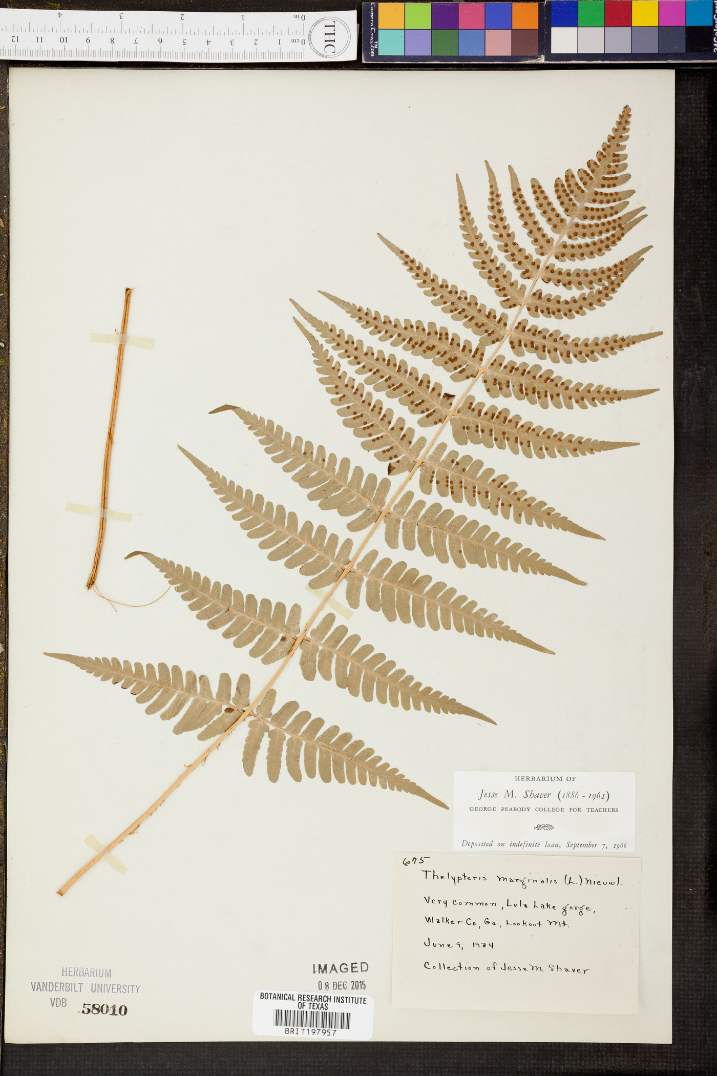 Thelypteris marginalis image