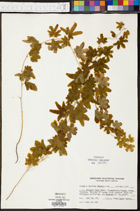 Lygodium palmatum image