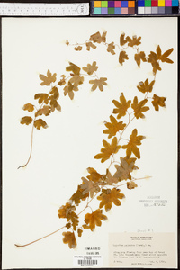 Lygodium palmatum image