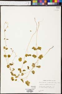 Lygodium palmatum image