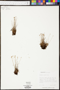 Schizaea pusilla image