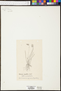 Schizaea rupestris image