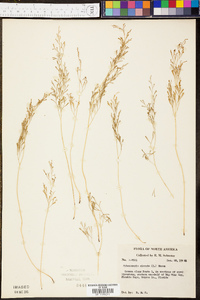 Sphenomeris clavata image