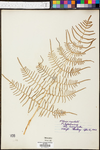 Pteridium caudatum image