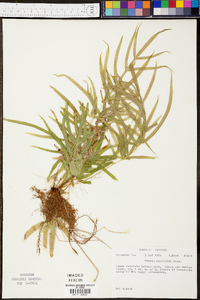 Pteris multifida image