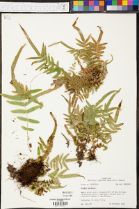 Pteris vittata image