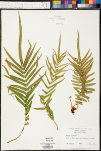 Pteris vittata image