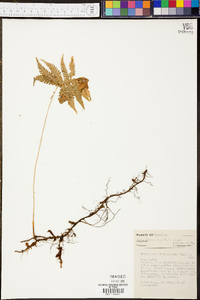 Dryopteris phegopteris image