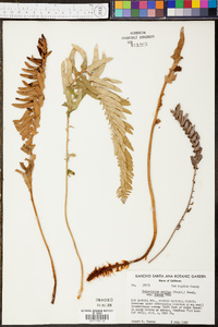 Polystichum munitum subsp. curtum image