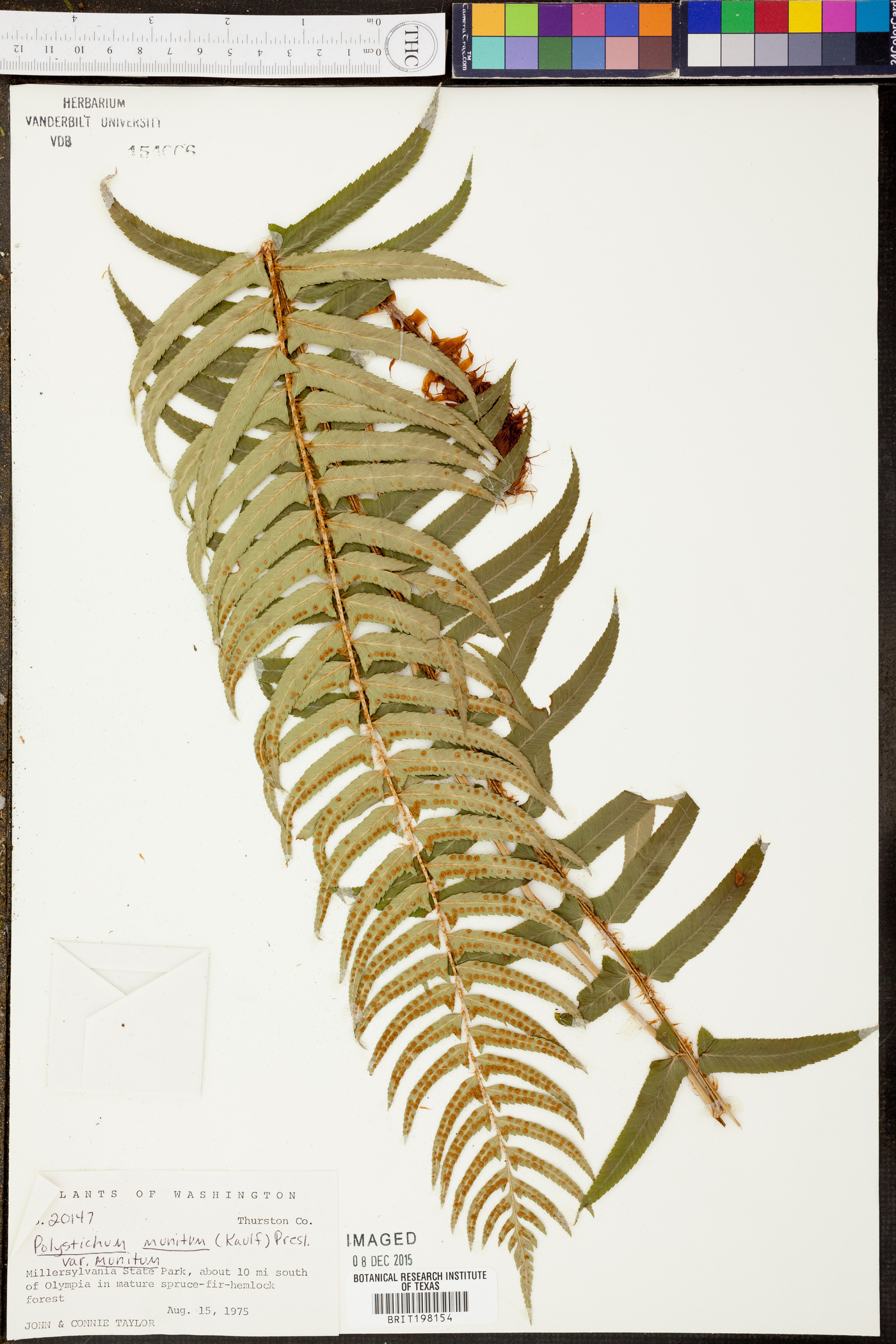 Polystichum munitum var. munitum image