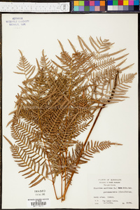 Pteridium aquilinum subsp. pseudocaudatum image