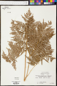 Pteridium aquilinum var. latiusculum image