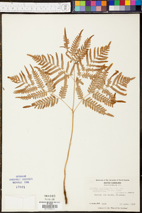 Pteridium aquilinum subsp. pseudocaudatum image