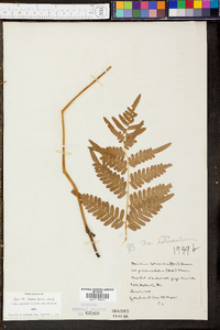 Pteridium aquilinum var. latiusculum image