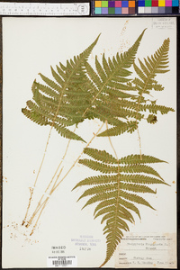 Thelypteris phegopteris image