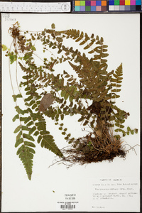 Thelypteris reptans image