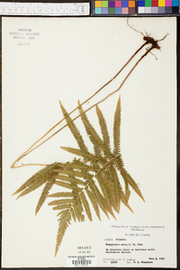 Thelypteris ovata image