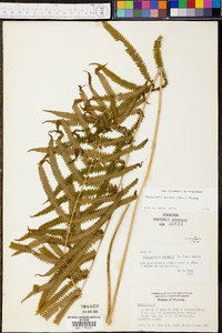 Thelypteris kunthii image