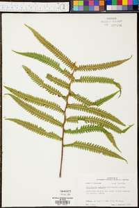 Thelypteris kunthii image