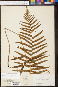 Thelypteris kunthii image