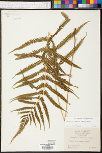 Thelypteris kunthii image