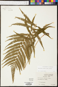 Thelypteris kunthii image