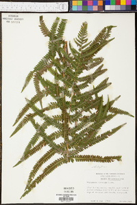 Thelypteris kunthii image