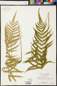 Thelypteris kunthii image