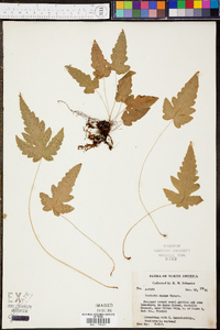 Tectaria minima image