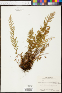 Woodsia scopulina var. appalachiana image