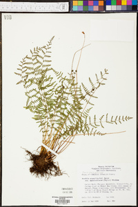 Woodsia scopulina subsp. appalachiana image