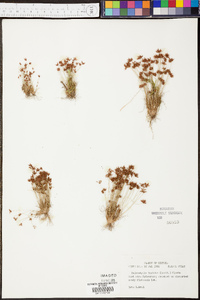 Bulbostylis barbata image